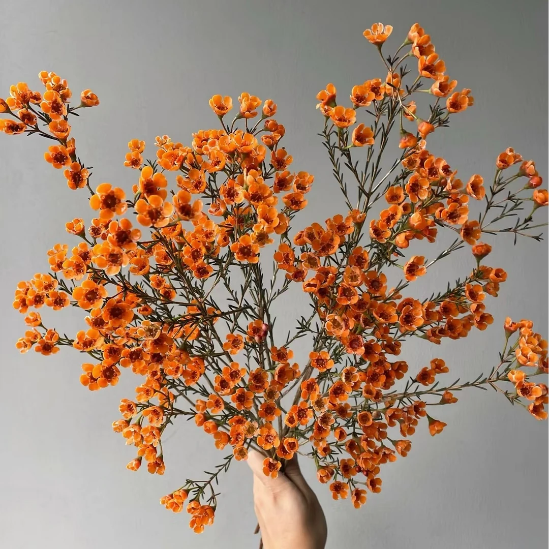 腊梅切花淡香型花云南高品质鲜切花办公室插花节日礼品居家装饰