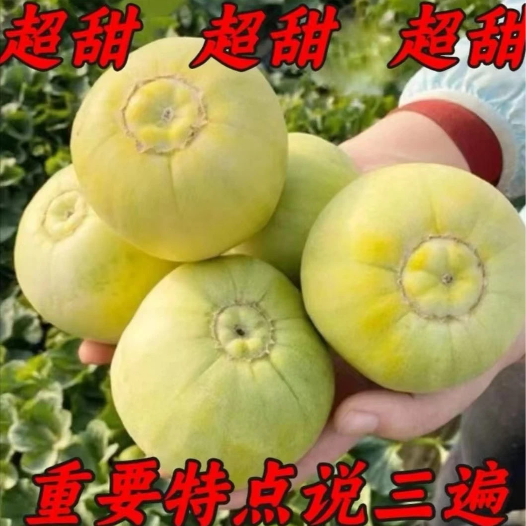 【顺丰包邮】湖北头茬阿玉甜瓜自然成熟脆甜多汁无保鲜剂地里直发