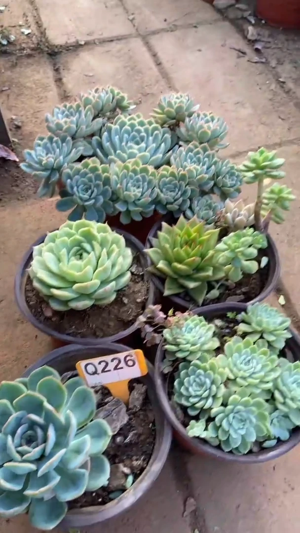 Q226多肉组合默认脱土发货