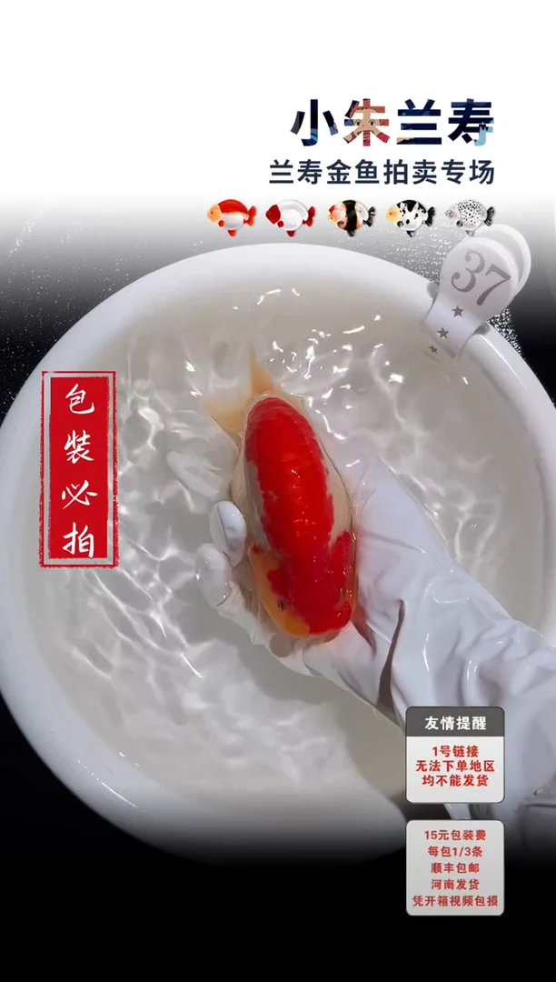 金鱼包装必拍未拍顺丰到付37号