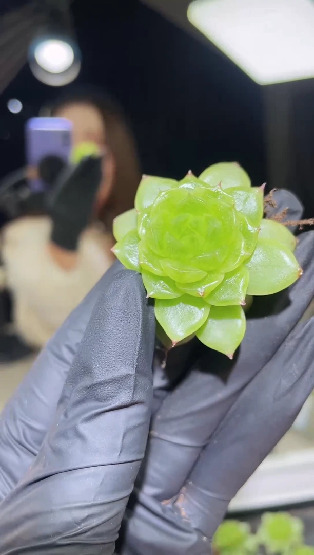 闪购1848 冰翠多肉一颗 3.5-4厘米