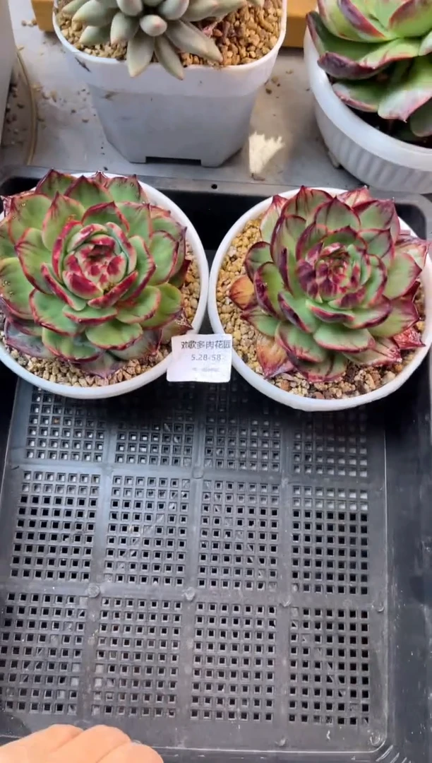 5.28-58惊鸿两个111111