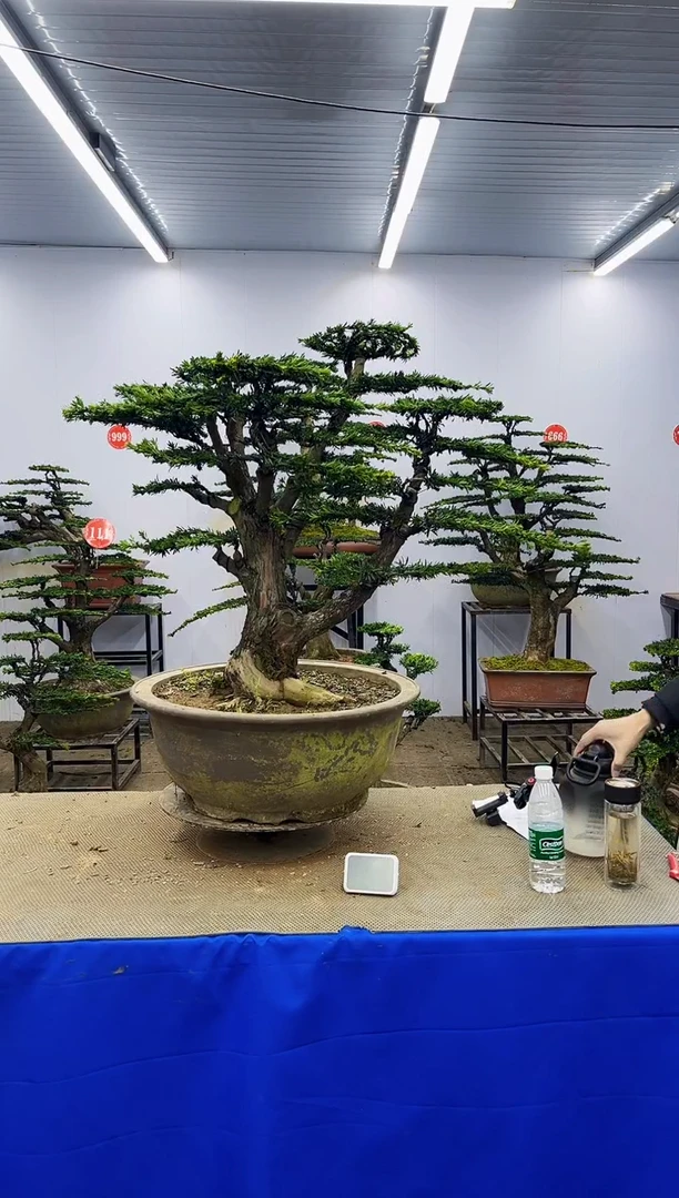 完全开放一物一拍，所见即所得