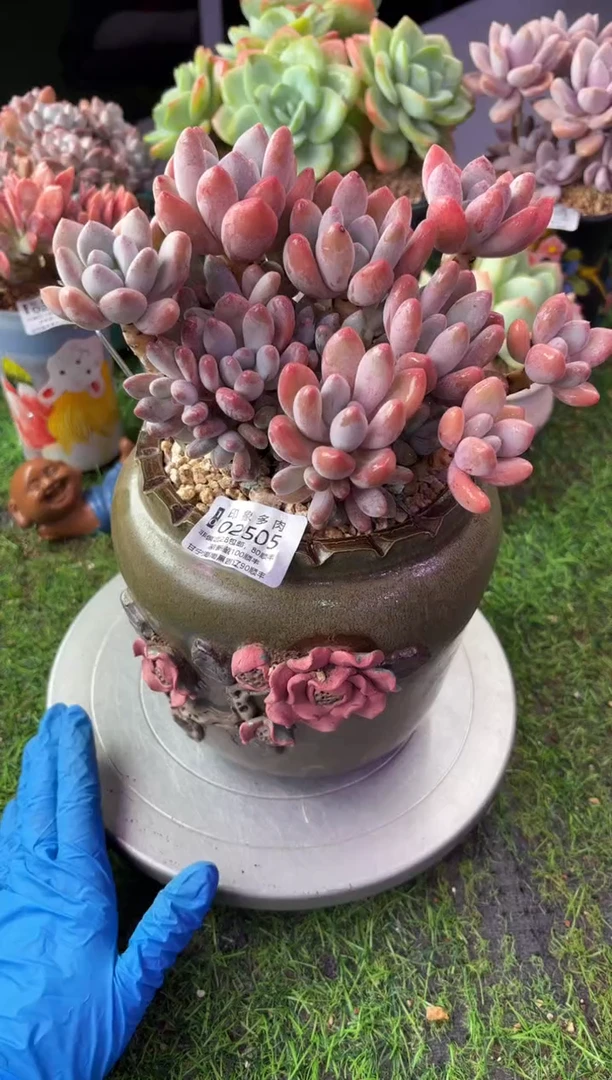 昆明印象多肉02505