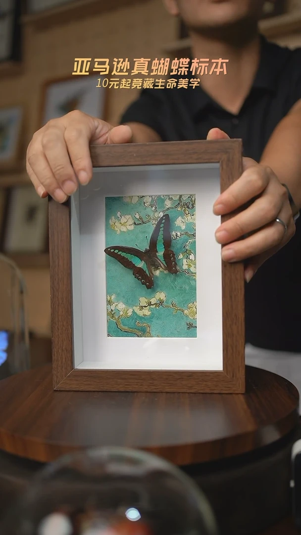 有机玻璃青凤蝶8寸复古框腊梅款