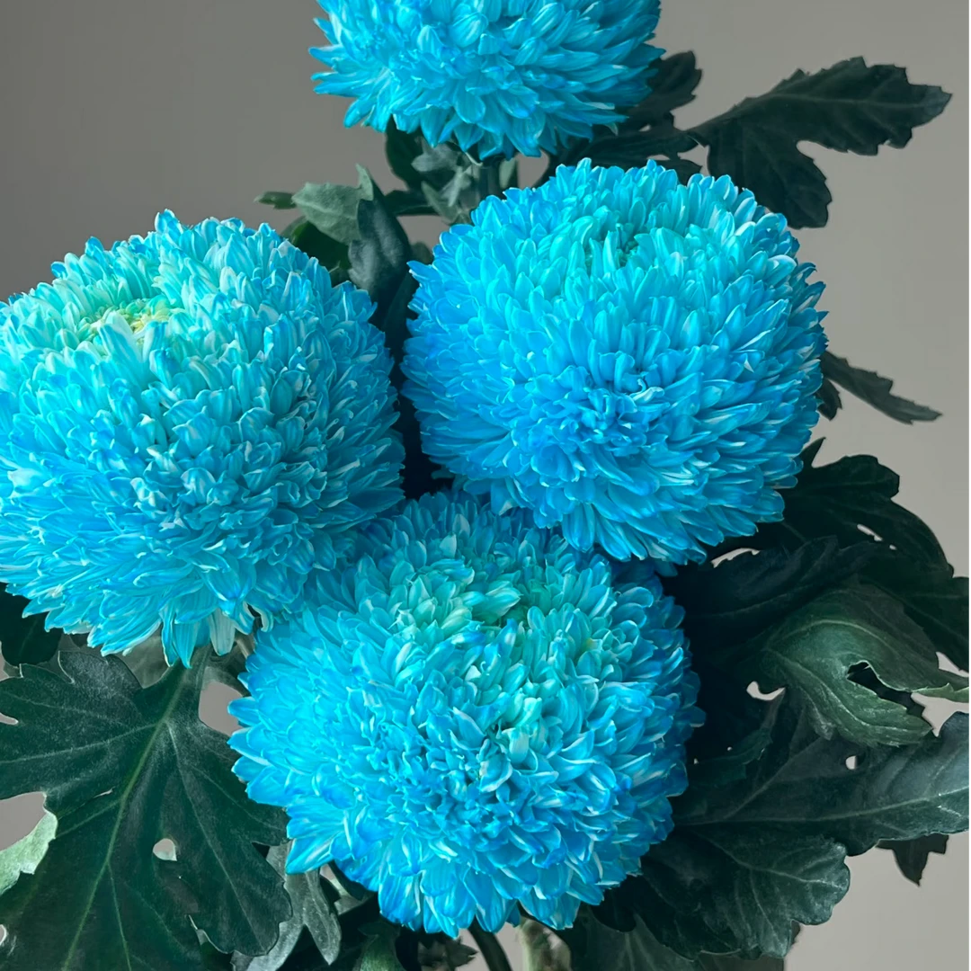 【蓝色牡丹菊】任意拍二单送配草三单送花瓶云南鲜花直播菊花