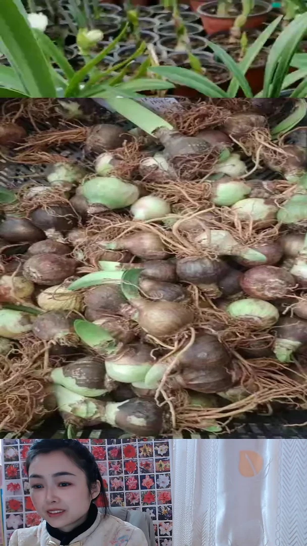 俏3一个烈焰4一个炫彩5一个火舞4一个特伦4一个月神4一个青鸾4.1