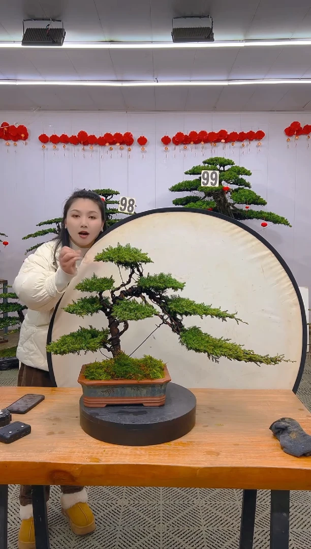 【闪购商品】盆景1