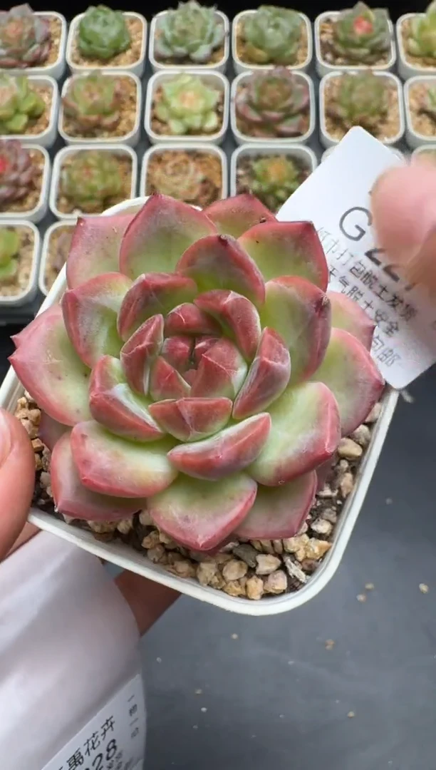 227G云禹多肉植物 脱土纸巾打包 3颗包邮