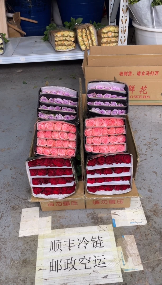 高原红20枝+戴安娜20枝+海洋之歌20枝