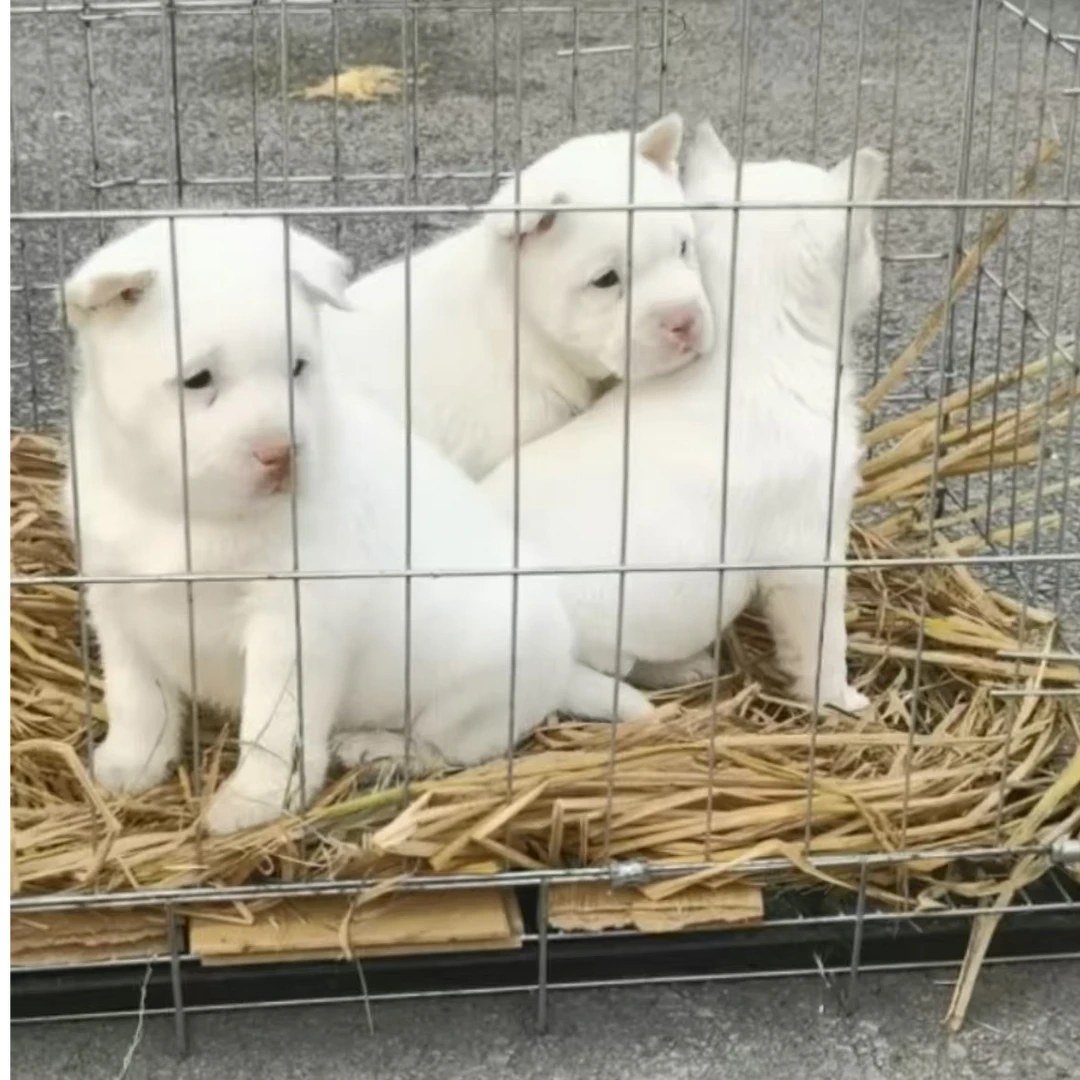 （属于你的宠爱）T狗狗活体