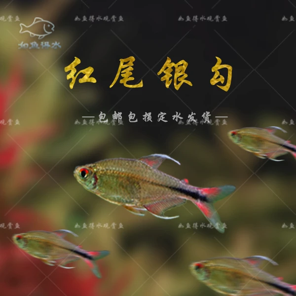 红尾银勾灯鱼玻璃霓虹灯观赏鱼淡水草缸群游活体