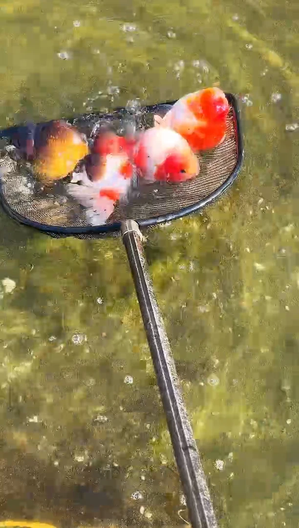 金鱼Z***z水娃娃观赏鱼兰寿金鱼  不包邮