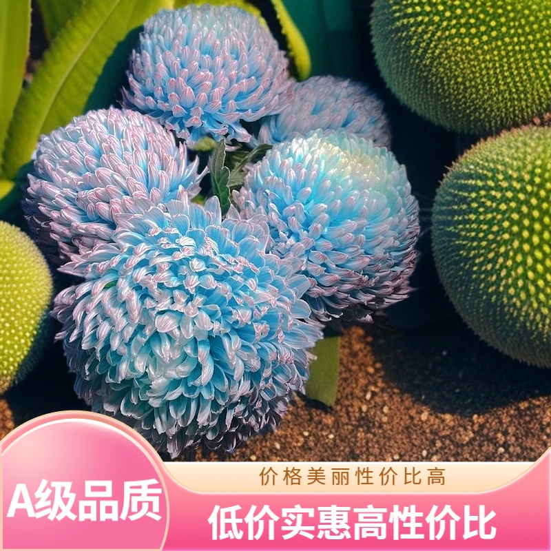 【鲜花旅馆】五支装 雍容华贵牡丹菊 青花瓷稀有小众配色插花好养～