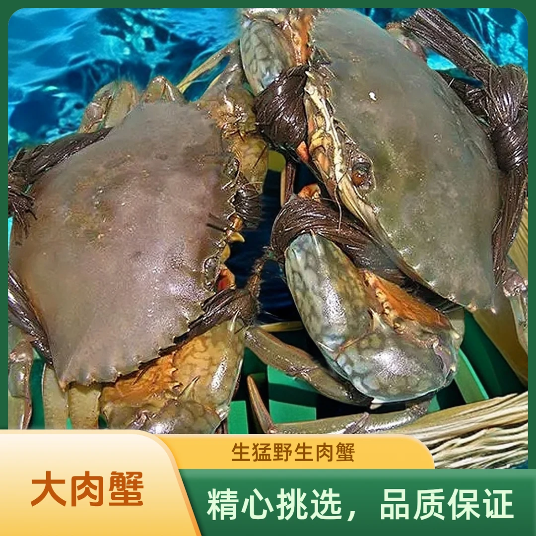 【热销款】青蟹鲜活肉蟹膏蟹大红鲟公蟹母蟹螃蟹野生菜鲟商用送礼
