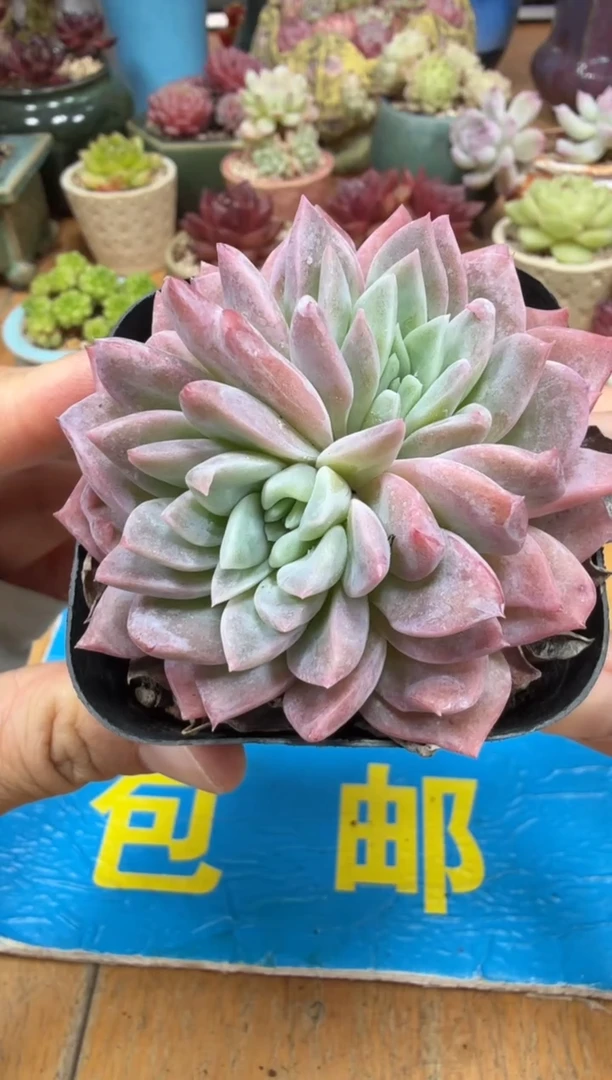 东云多肉园二店-11