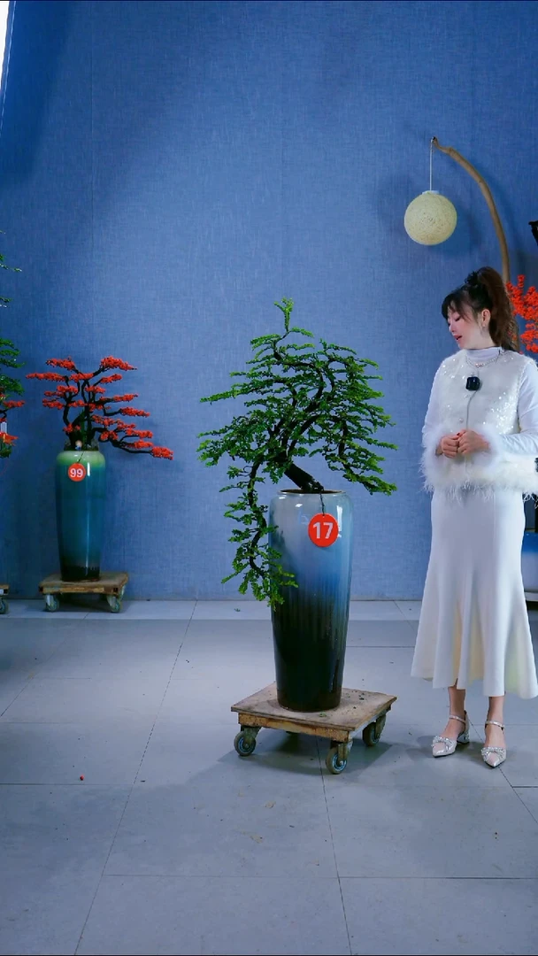 无花朵17号盆链接