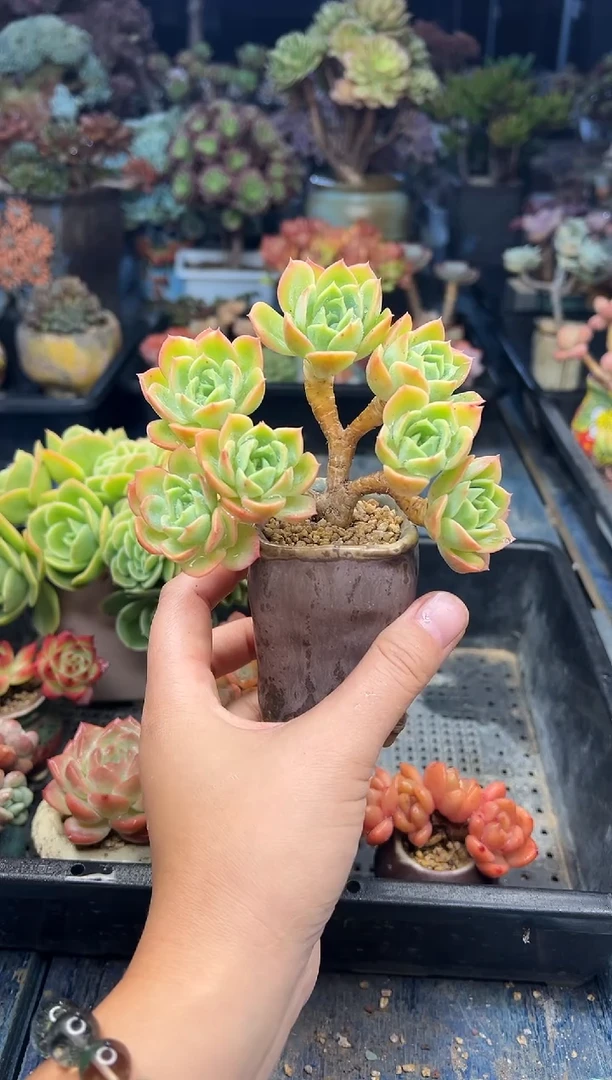 无**虑125         不带盆