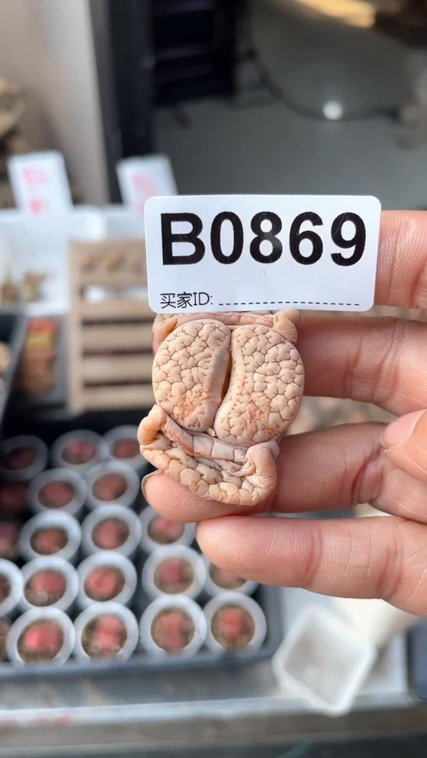 【闪购商品】0869直播一物一拍