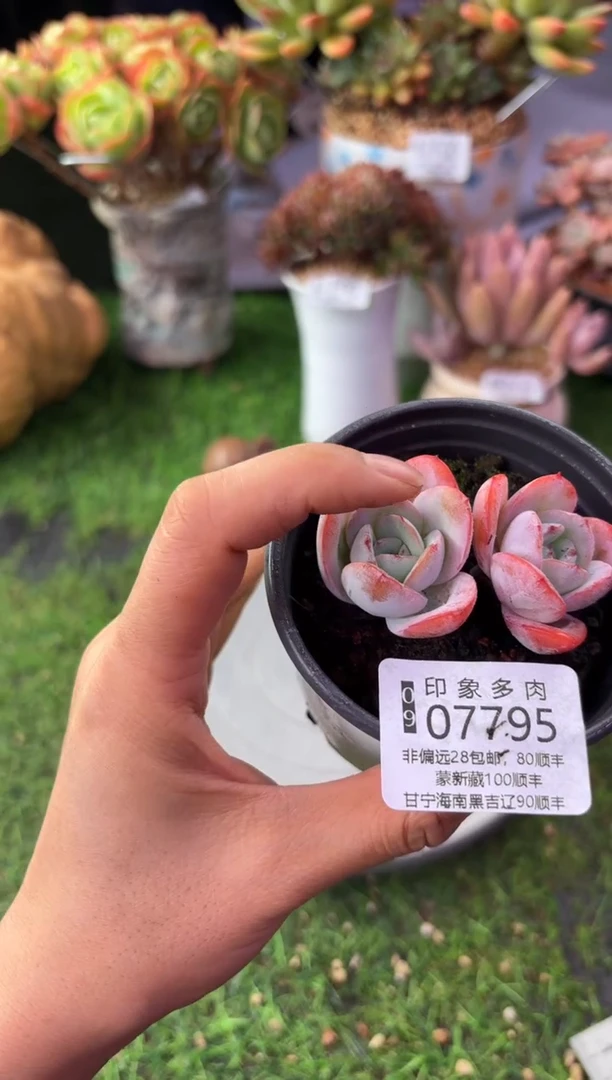 昆明印象多肉07795
