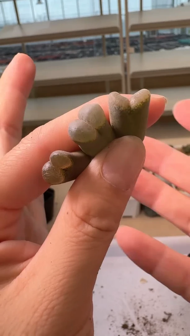 24-14多肉植物肉锥
