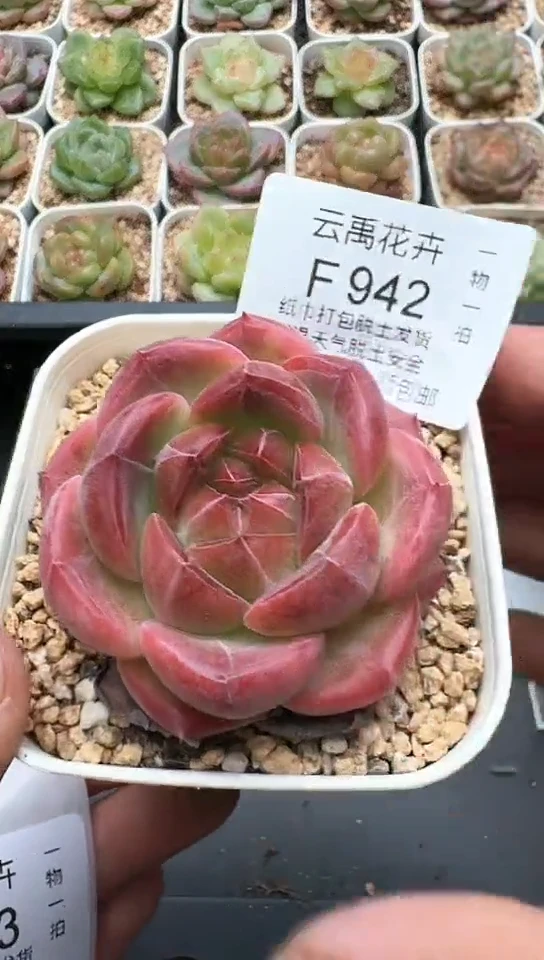 942F云禹多肉植物 默认脱土纸巾打包 3颗包邮