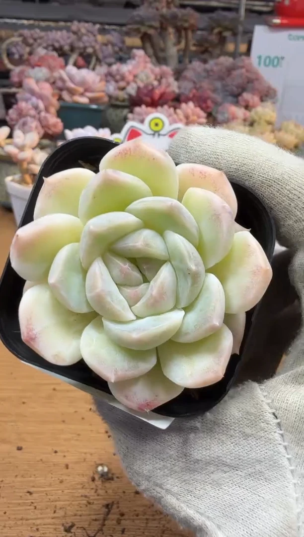 东云多肉园三店-287