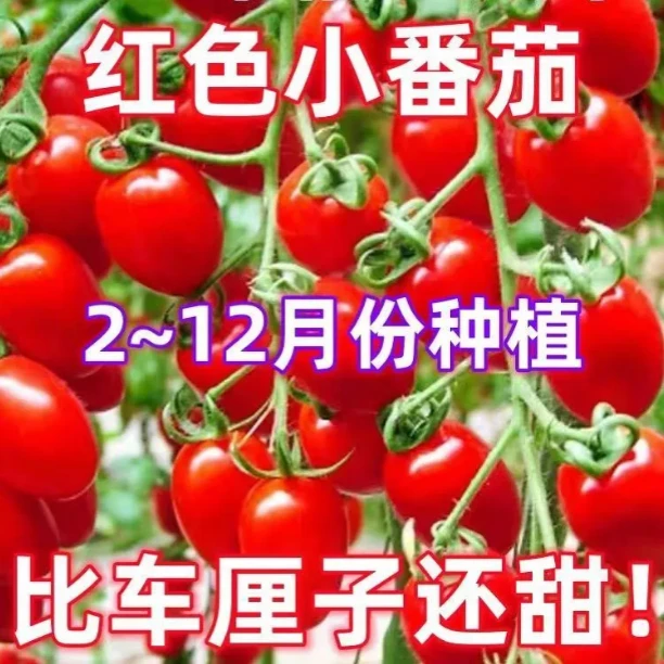 【圣女果种子】小番茄种超甜爆汁阳台盆栽庭院高产水果种子四季播种