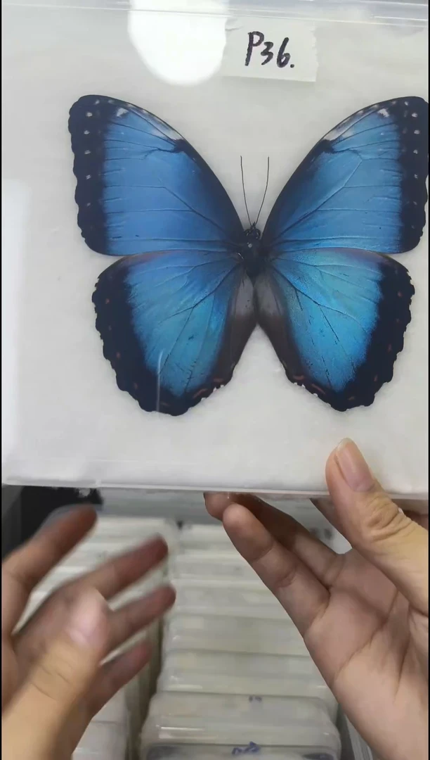展翅品压棉发货一图一物编号P36