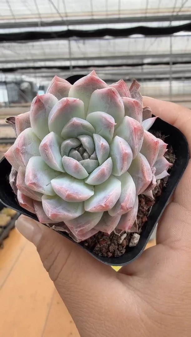 东云多肉园二店-52