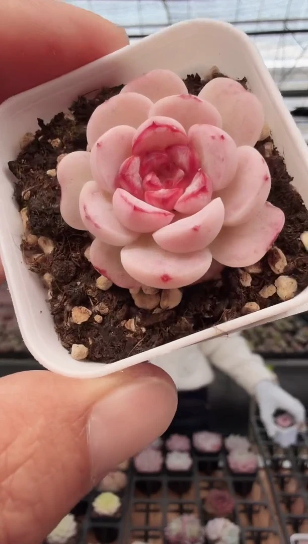 东云多肉园新款-52