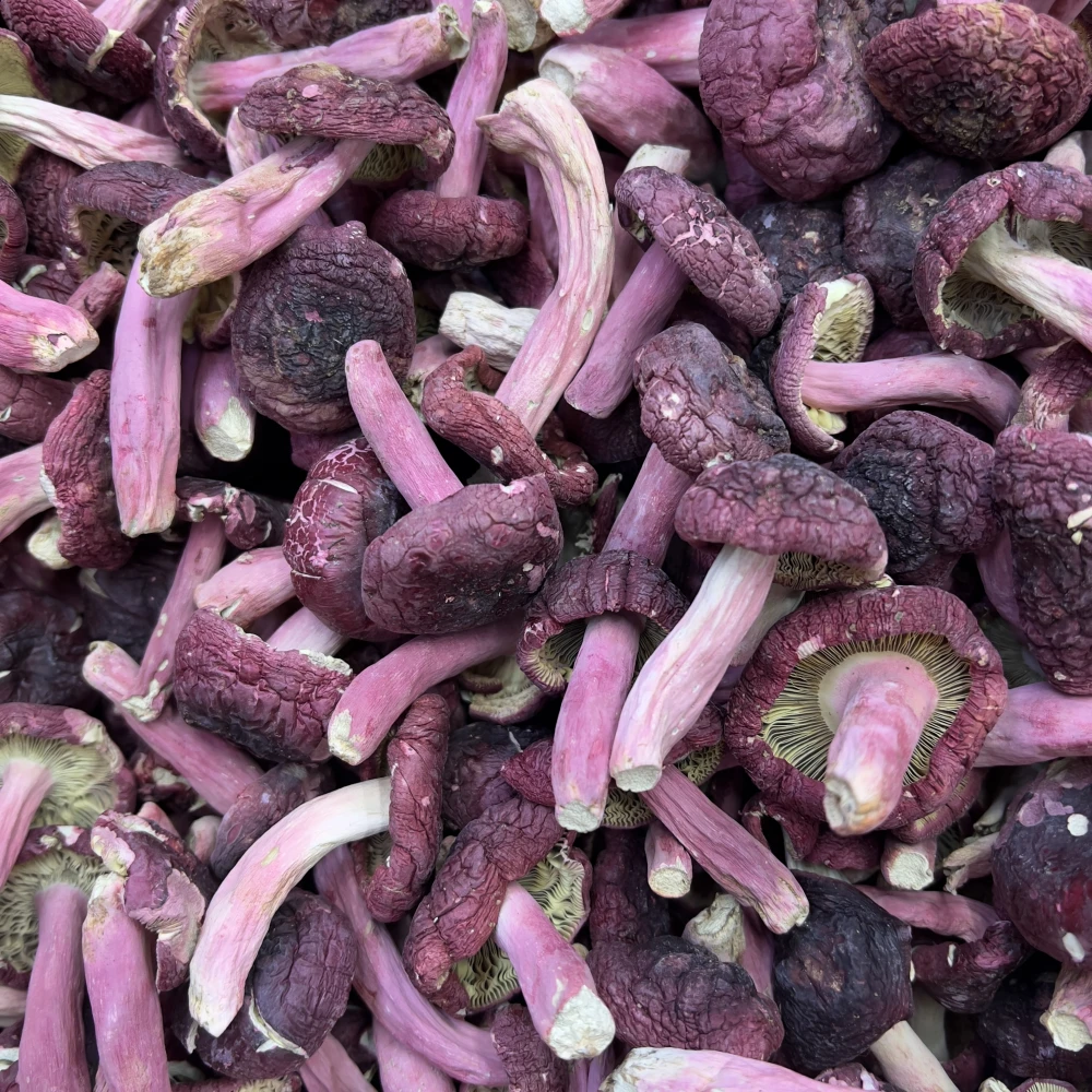 味蒲鲜直播专属 2025新货广西浪水红菇月子菇品相佳煲汤滋补佳品