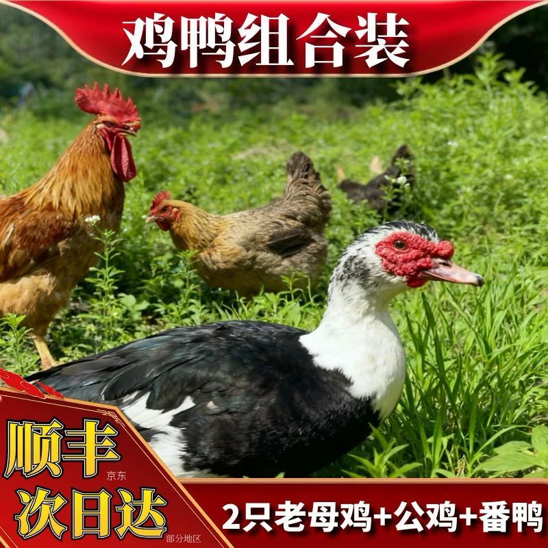 【喜宝家】组合2只2年母鸡+赠1只公鸡+赠1只番鸭 到手共4只净重11斤