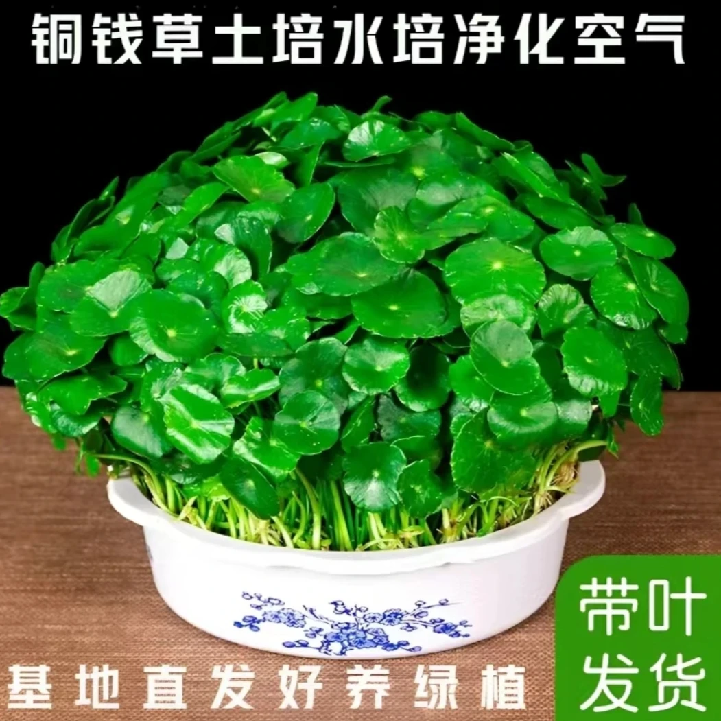 带叶铜钱草水培植物办公室内盆栽客厅桌面绿植花卉趣味水养金钱草