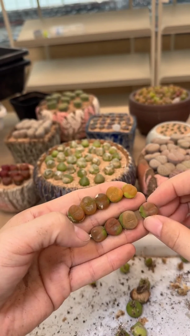 10-211多肉植物肉锥