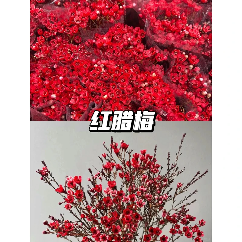腊梅-红色1扎-年宵花云南鲜花