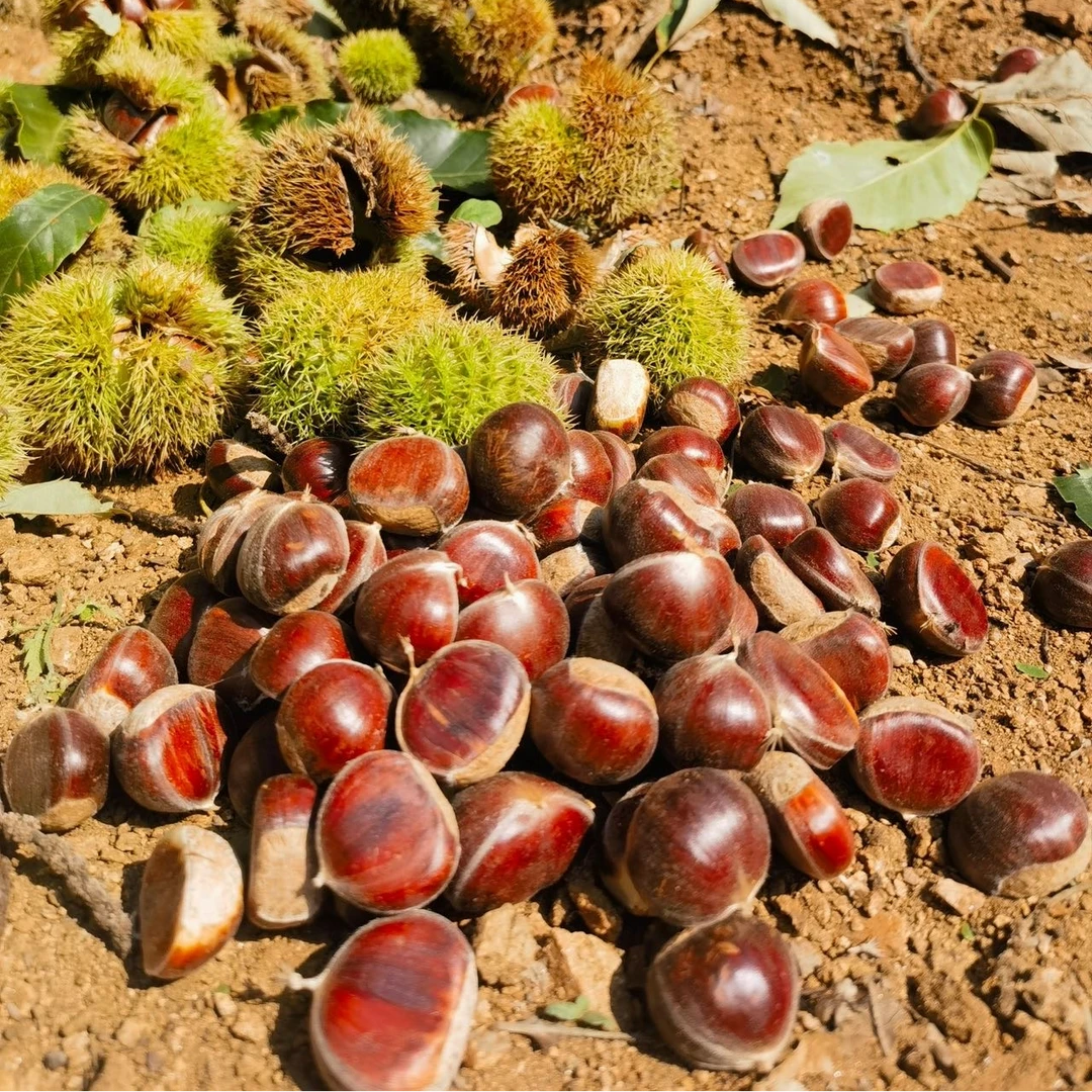 迁西老树板栗当季鲜果