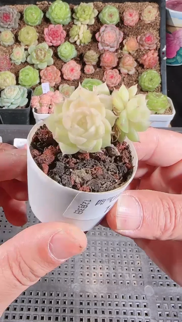 1203-124多肉群生不包整