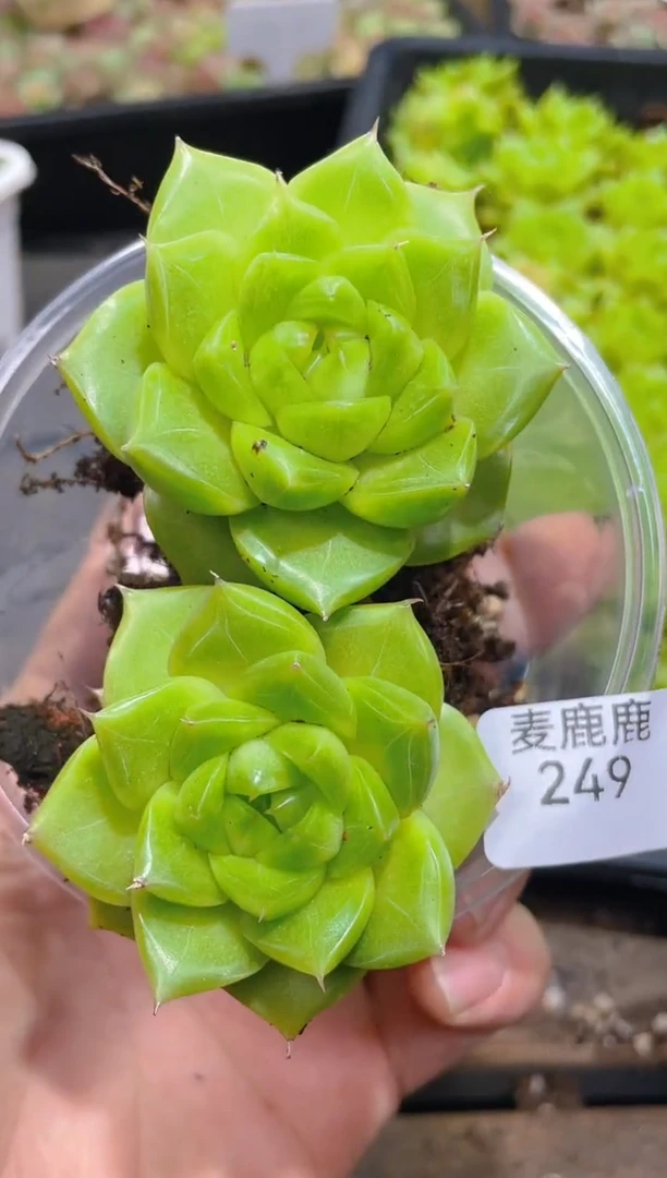 249璃月     量拍2颗