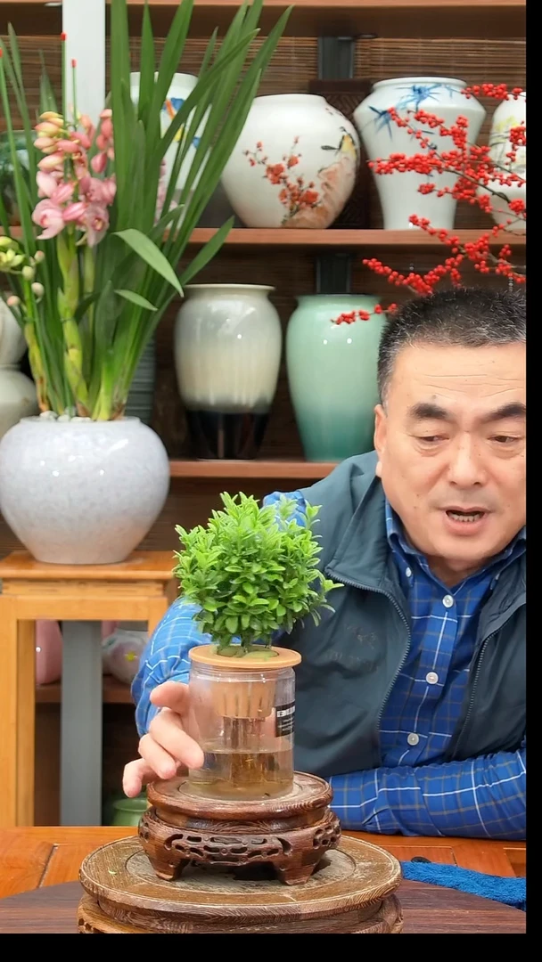 无花朵s*h水之韵水培黄杨