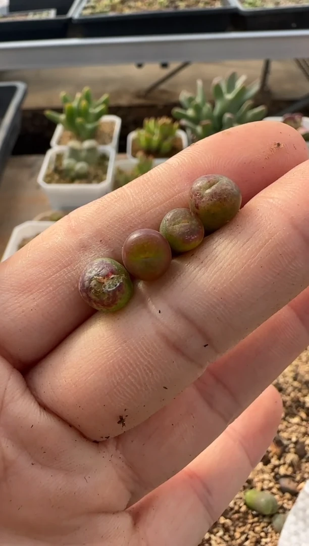 【闪购商品】9-235