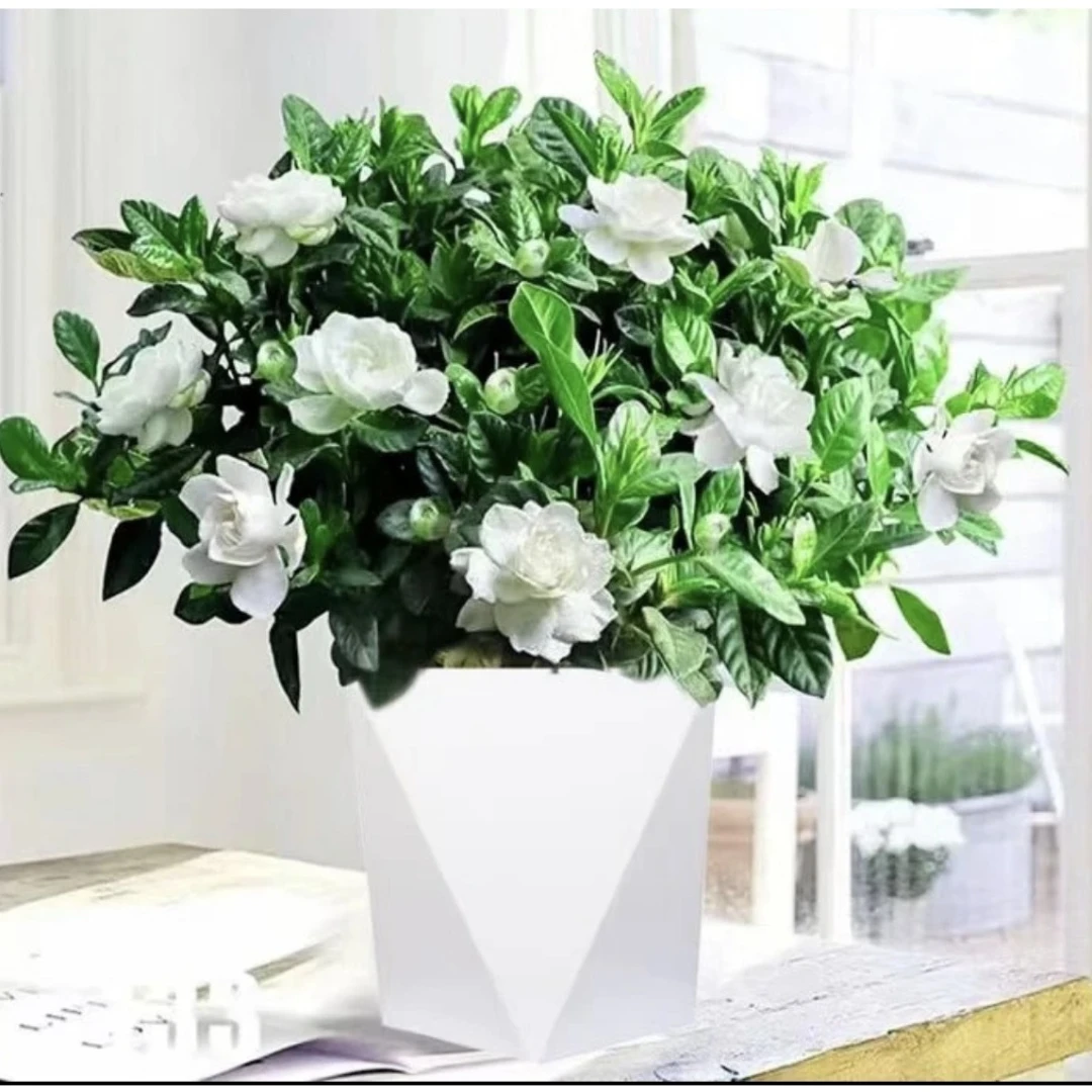 FH精品栀子花盆栽独杆部分带花苞栀子花+菱形盆