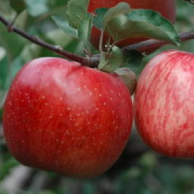 云南昭通红露丑苹果当季新鲜水果脆甜多汁现摘现发