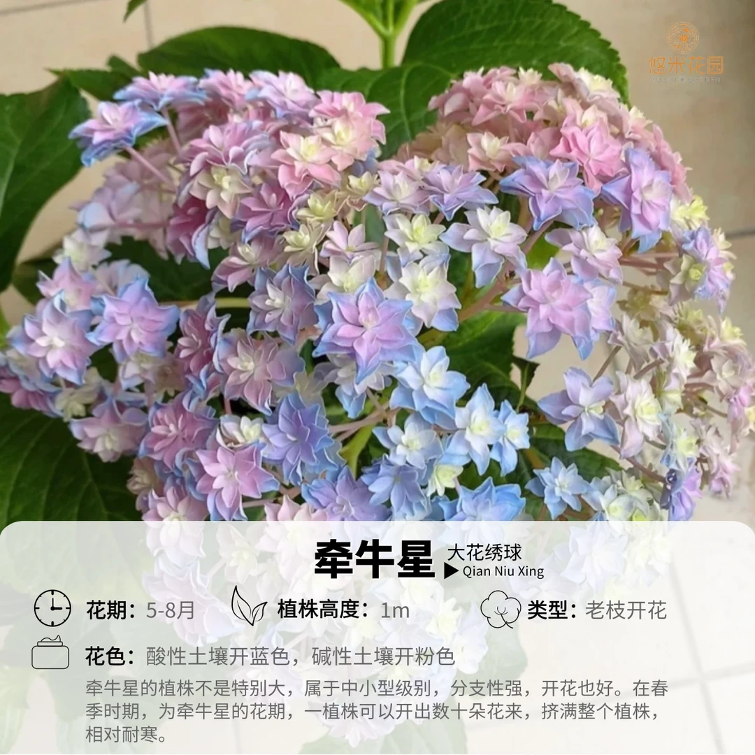 悠米花园 【牵牛星】2加 绣球花苗重瓣可调色绣球阳台庭院花卉