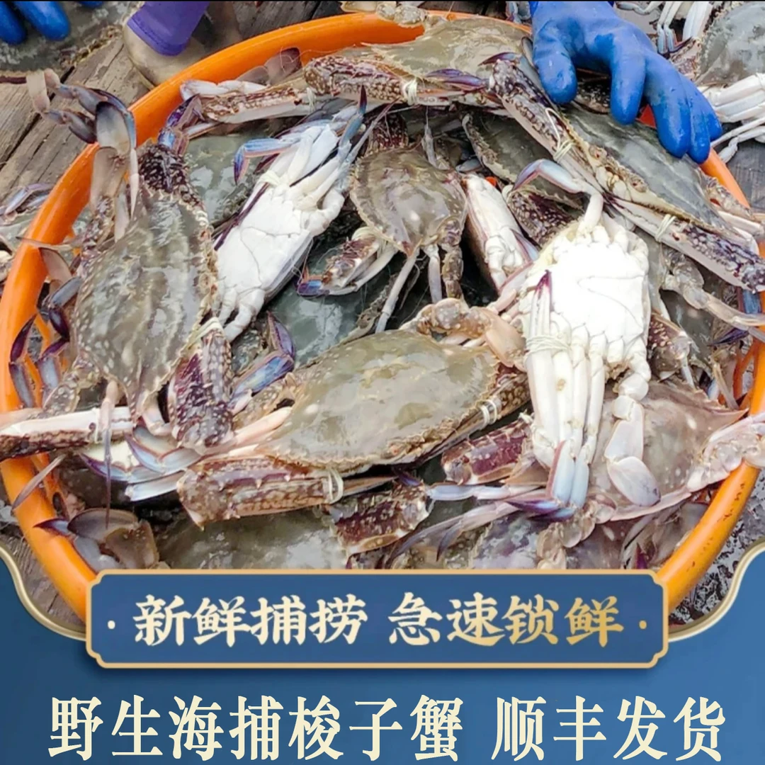 梭子蟹 野生海捕 肉母蟹 净重3斤/箱 3-4两/只【冻蟹】舟山冷链发货