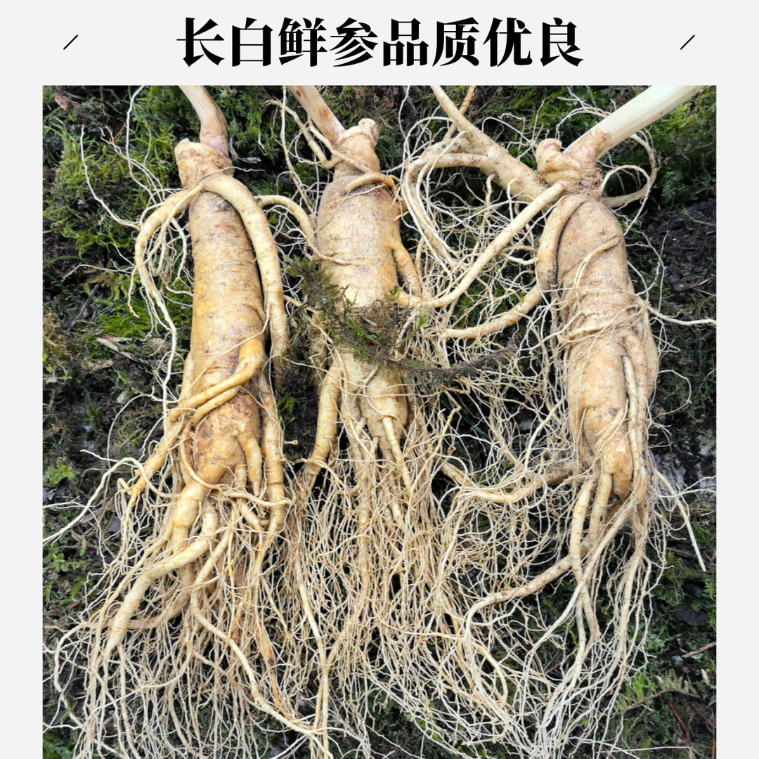 长白山新鲜现挖可泡酒煲汤产地直销 三支一斤【保温箱+青苔发货】
