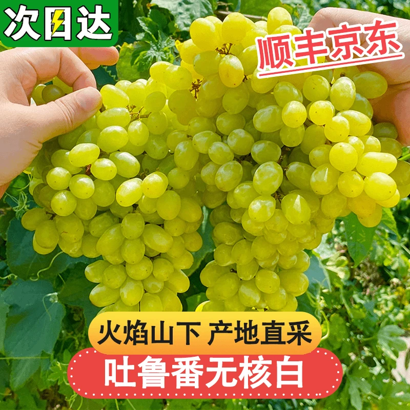 [顺丰京东明日达]吐鲁番新疆三色葡萄现摘应季无籽水果新疆维吾尔自治区