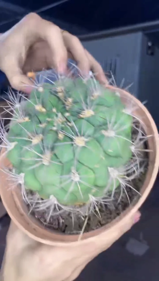 【闪购商品】实生根 新天地 9-12cm