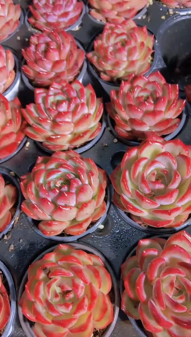 A352-夜魔侠大母本7cm带盆土（量拍