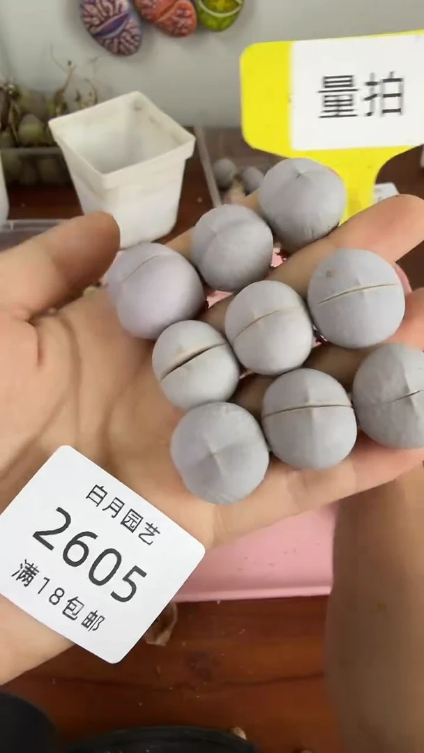 2505 高尔夫3颗 量拍